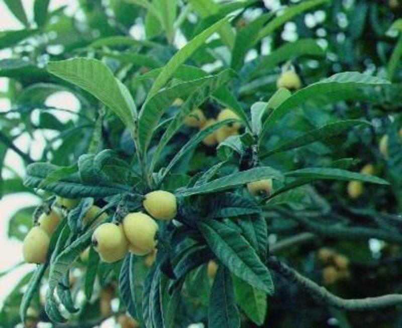 新采枇杷种子枇杷树种果树种子四季可播量大优惠