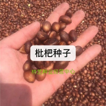 新采枇杷种子枇杷树种果树种子四季可播量大优惠