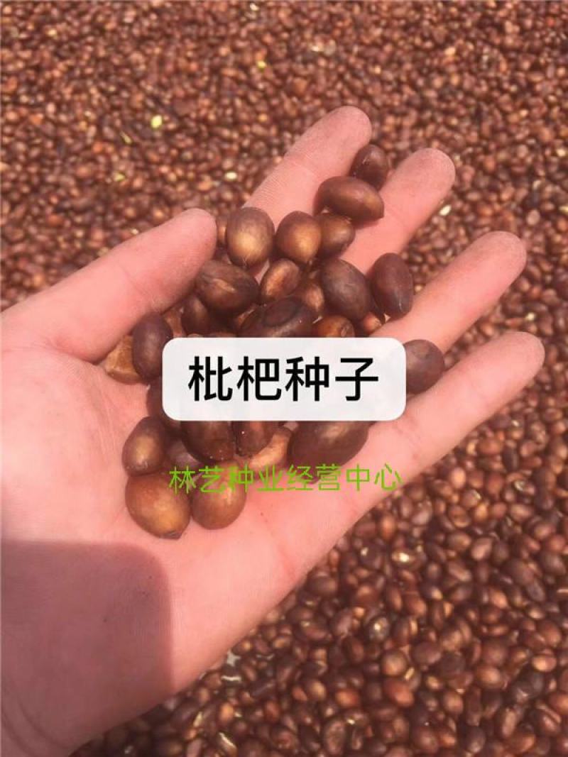 新采枇杷种子枇杷树种果树种子四季可播量大优惠