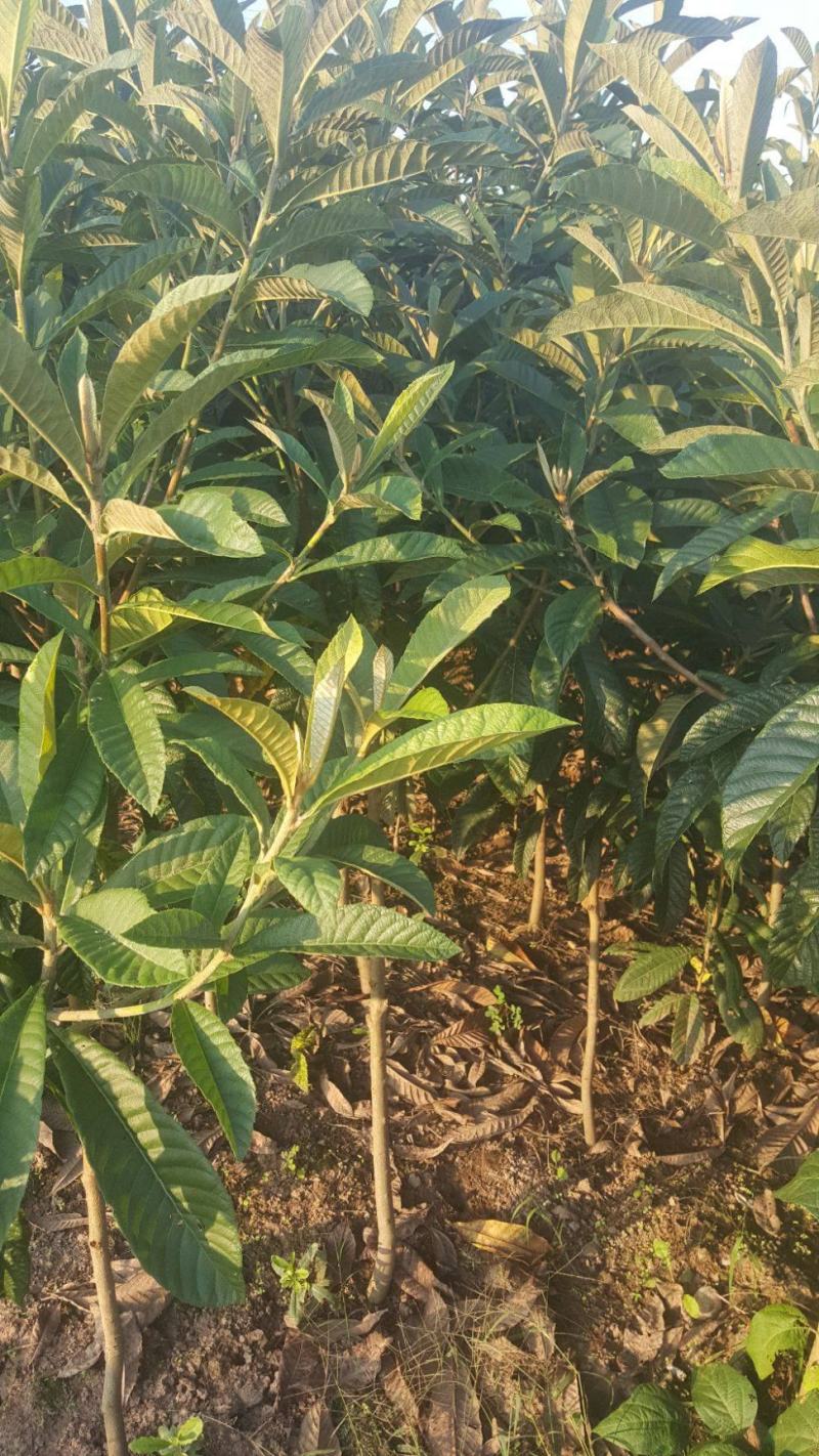 新采枇杷种子枇杷树种果树种子四季可播量大优惠