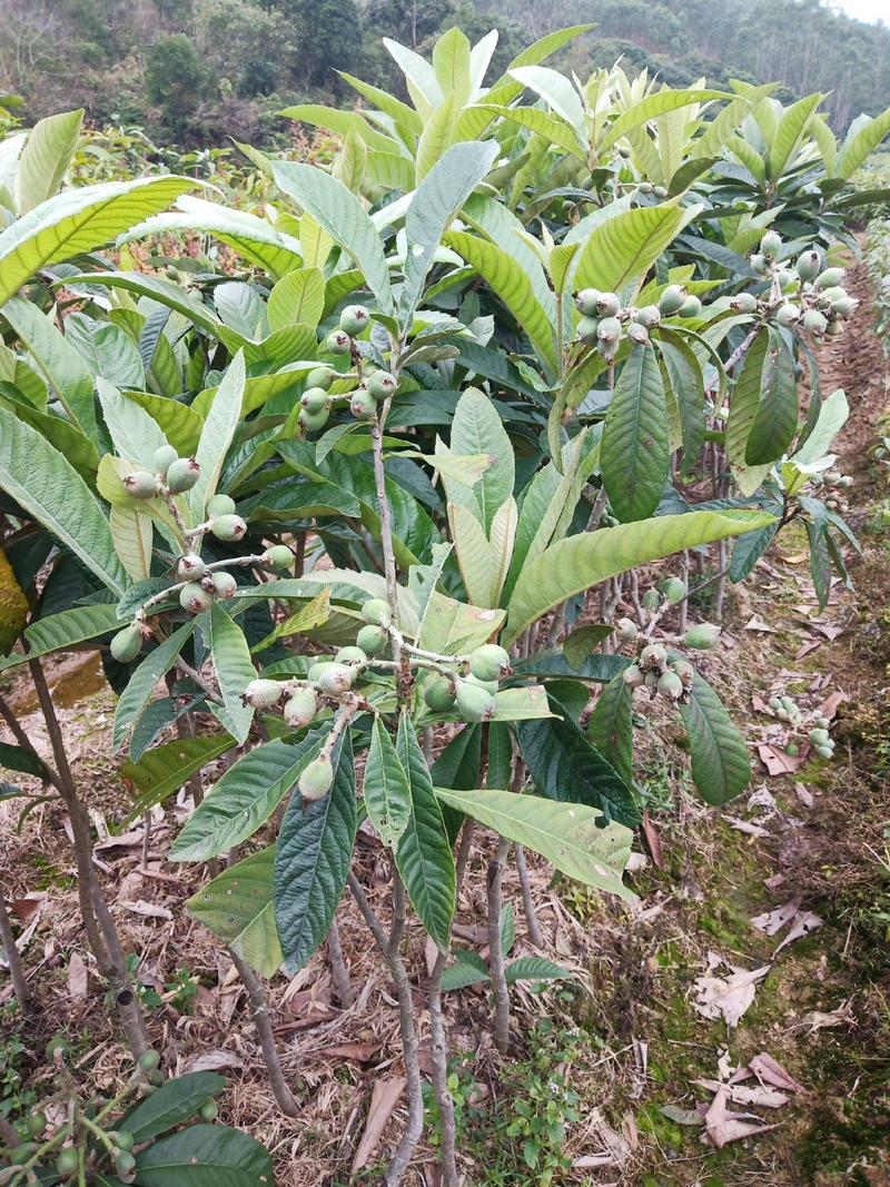 新采枇杷种子枇杷树种果树种子四季可播量大优惠