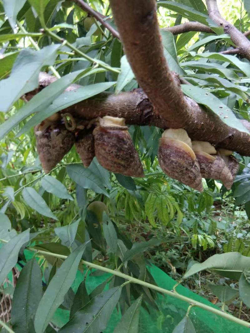 白玉蜗牛