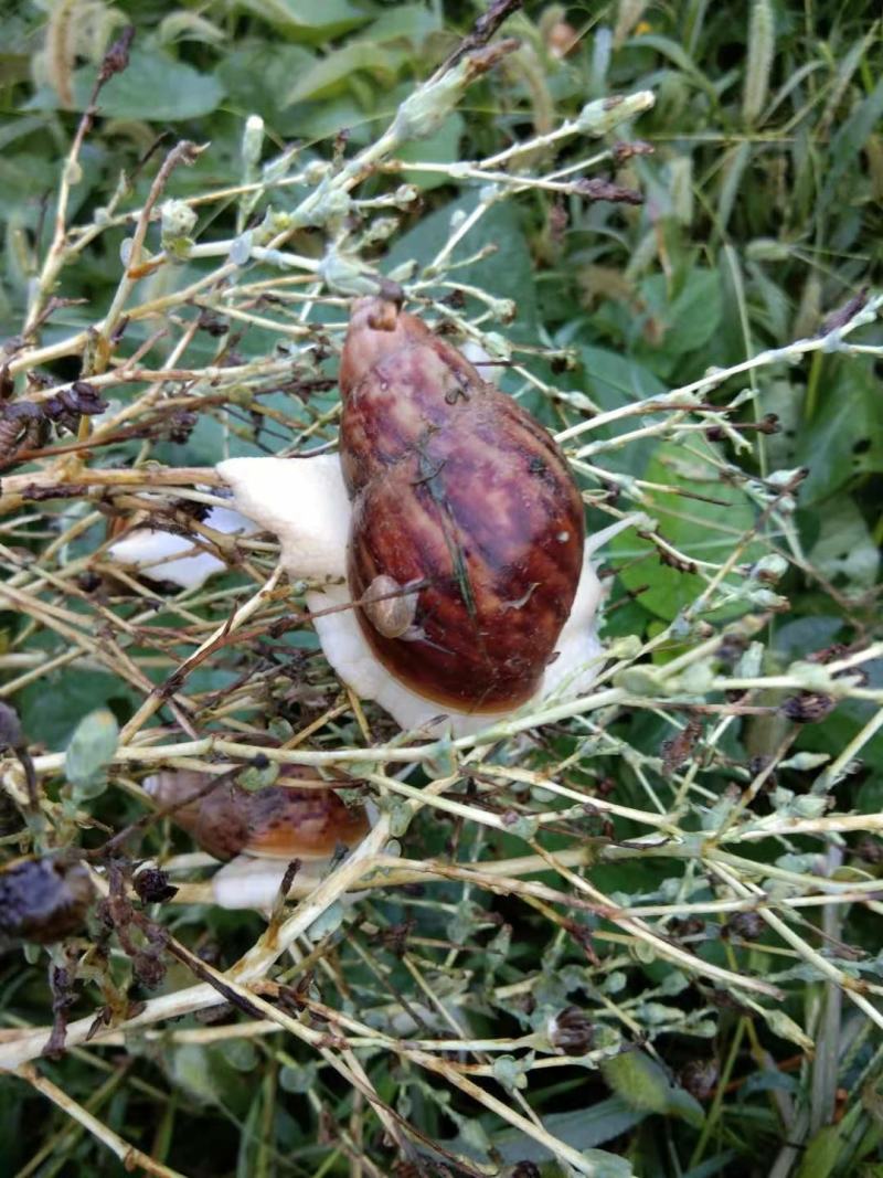 白玉蜗牛