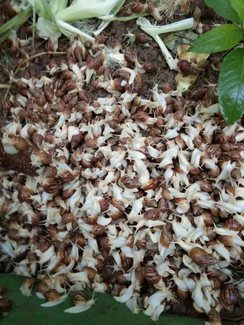 白玉蜗牛