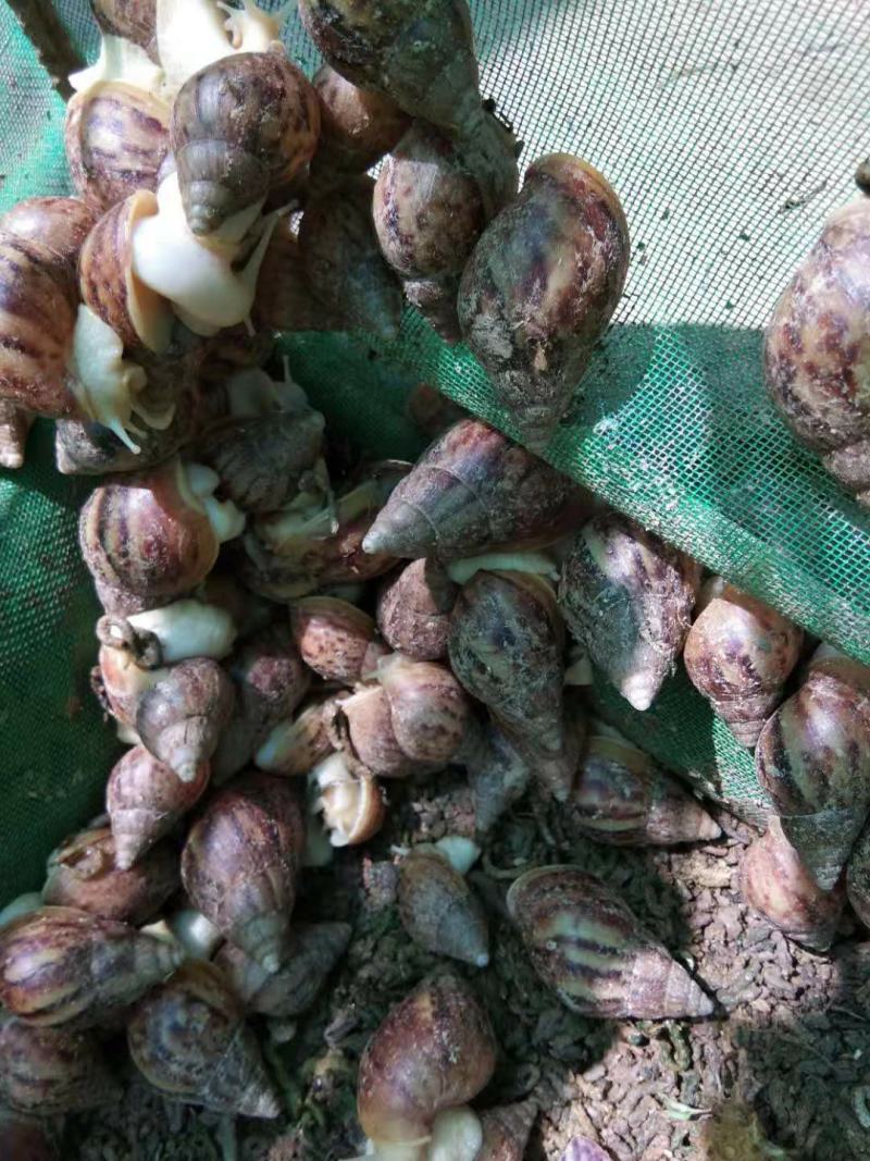 白玉蜗牛