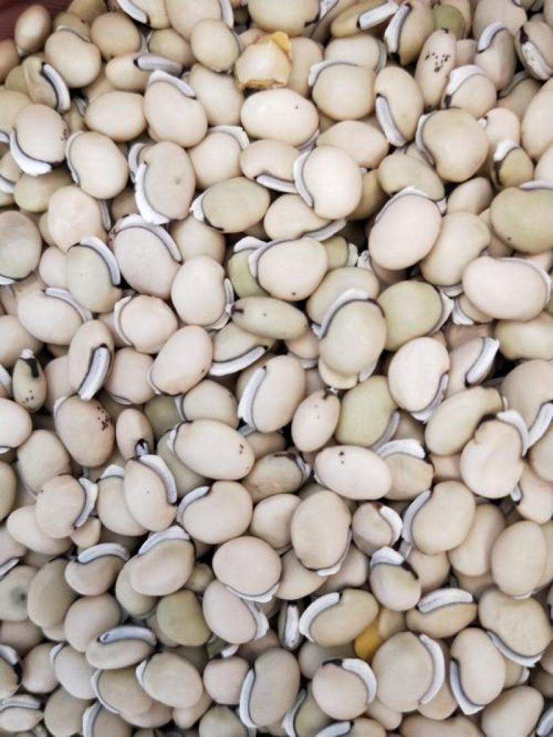 白扁豆种子精选优质白扁豆种子四季播种容易养活耐寒医食两用