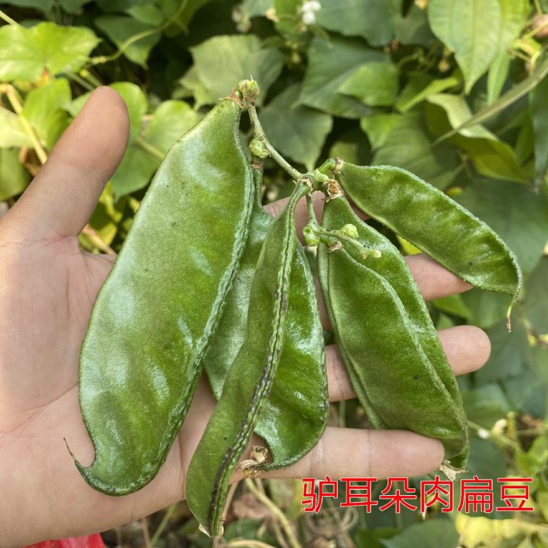 白扁豆种子精选优质白扁豆种子四季播种容易养活耐寒医食两用