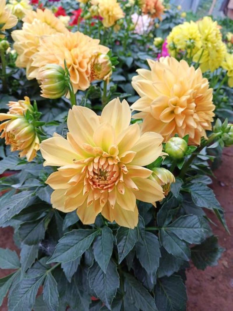 大丽花种子多年生春季花种子花籽室外易活花卉庭院花种籽子