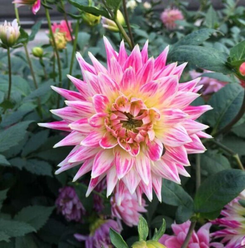 大丽花种子多年生春季花种子花籽室外易活花卉庭院花种籽子