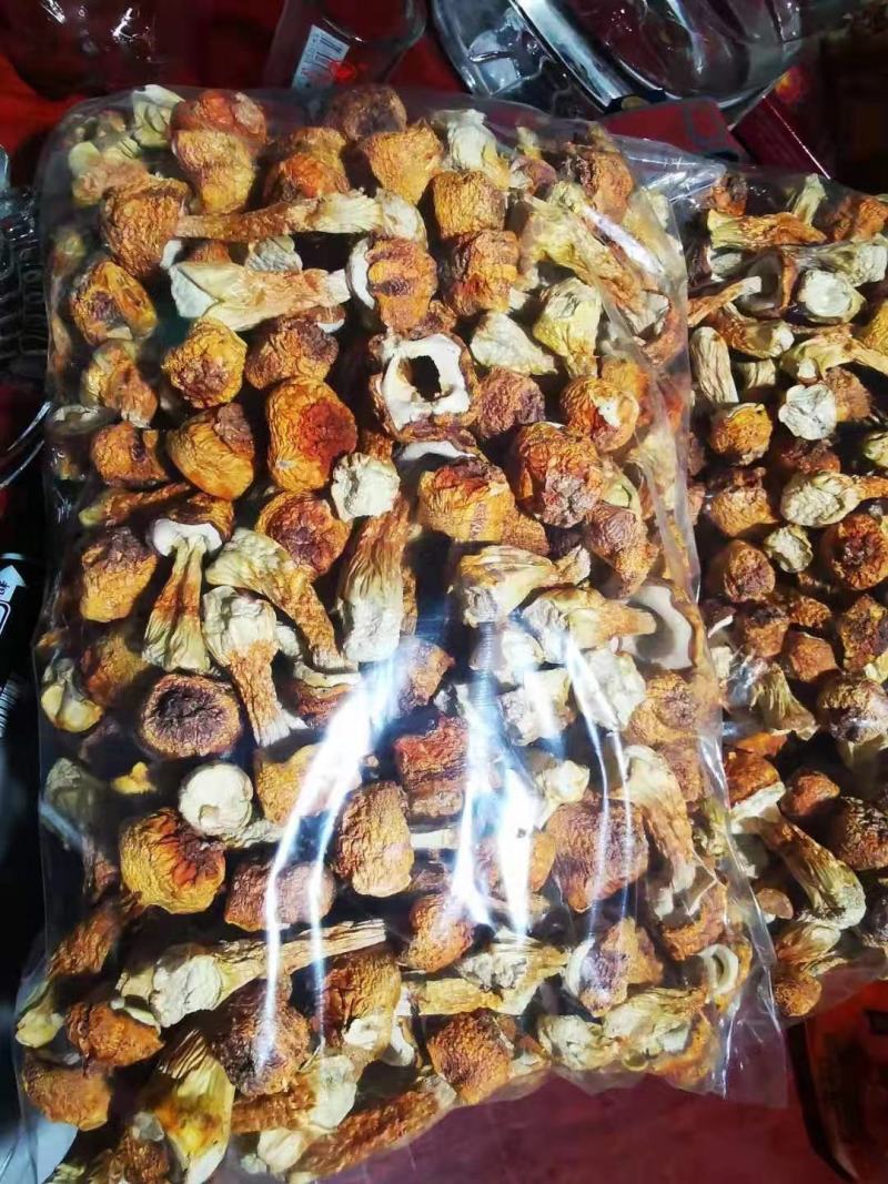 姬松茸
