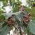 拐枣种子万寿果枳椇种子万子梨枣种子庭院栽野生果树种子