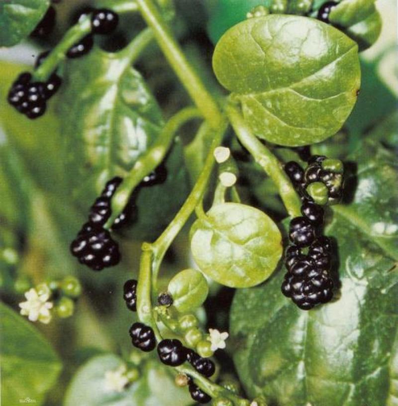 大叶木耳菜种子大圆叶肉厚木耳菜种子四季阳台盆栽蔬菜种子
