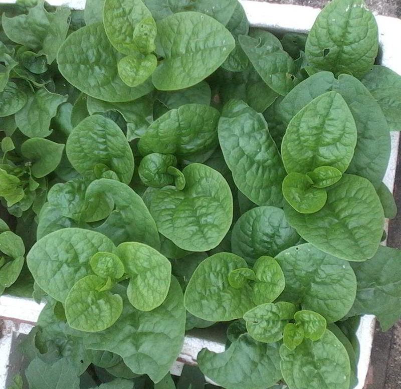 大叶木耳菜种子大圆叶肉厚木耳菜种子四季阳台盆栽蔬菜种子