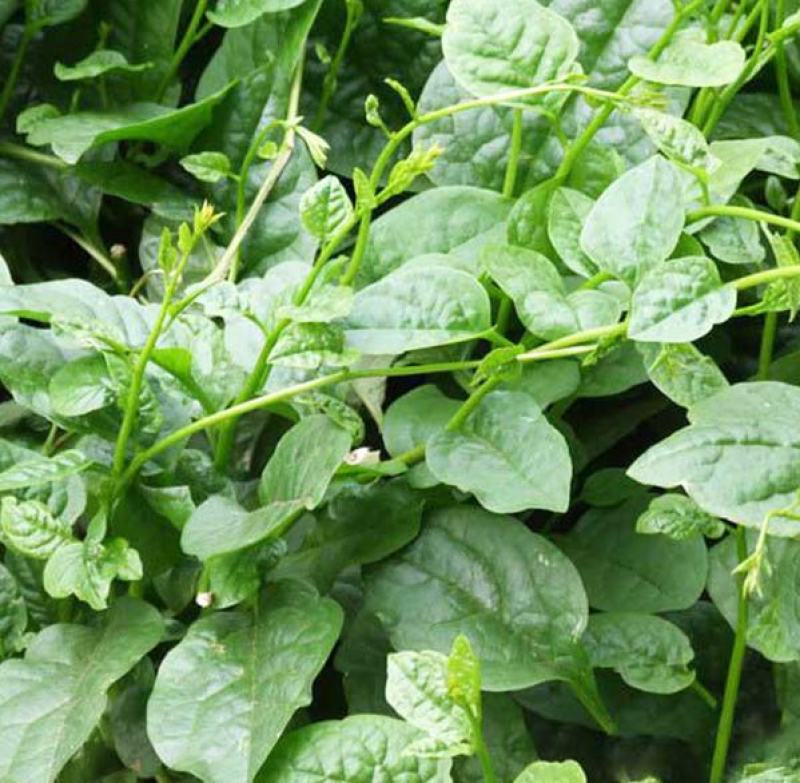 大叶木耳菜种子大圆叶肉厚木耳菜种子四季阳台盆栽蔬菜种子