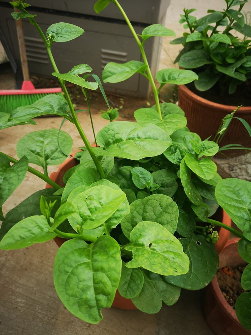 大叶木耳菜种子大圆叶肉厚木耳菜种子四季阳台盆栽蔬菜种子