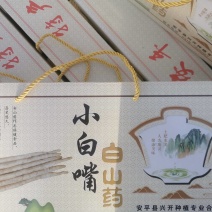 河北山药，小白嘴山药上市，自产自销，产地供应，欢迎联系