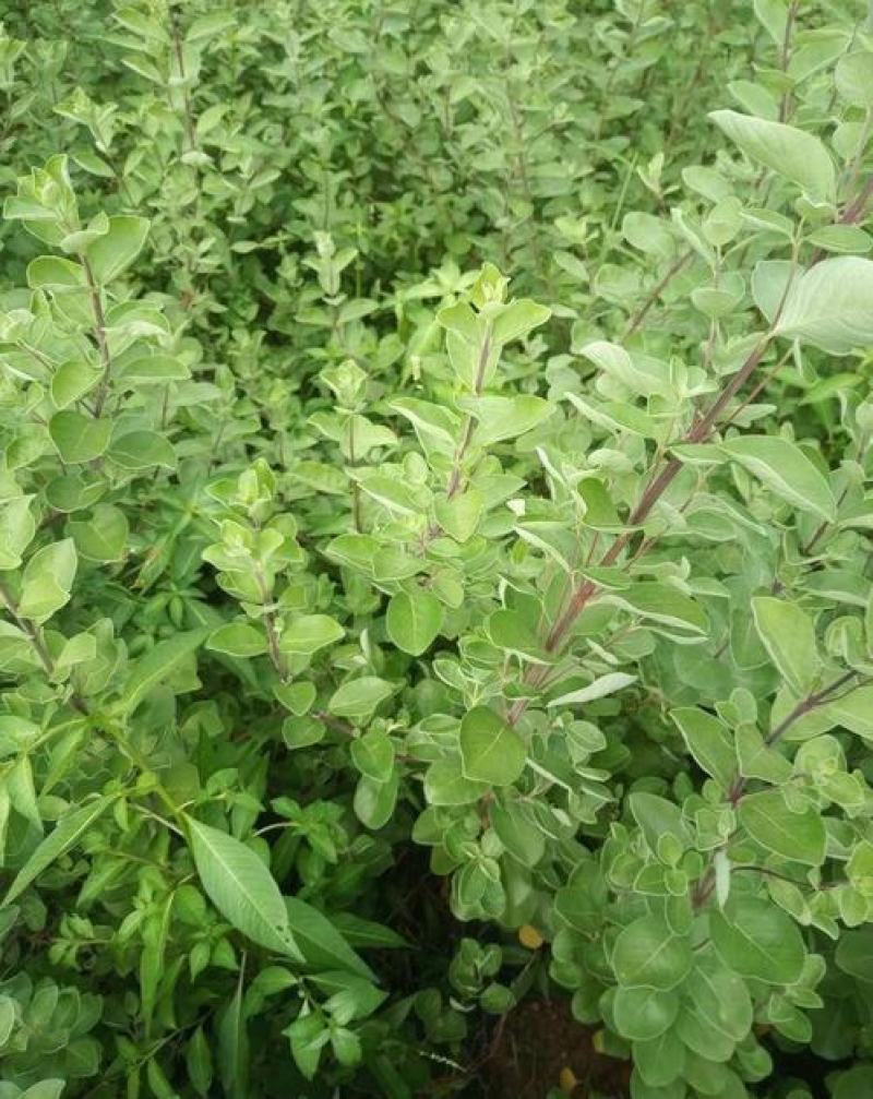 蔓荆子种子落叶灌木别名蔓荆实荆子万荆子入药部位干燥