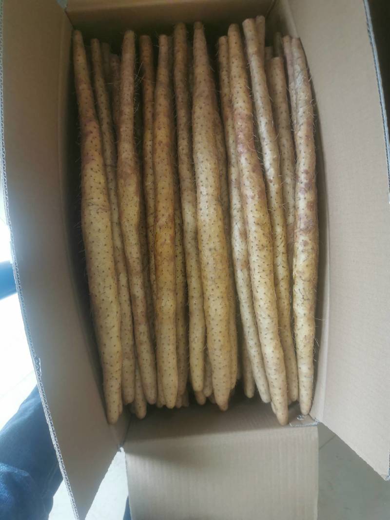 河北山药，小白嘴山药上市，自产自销，产地供应，欢迎联系