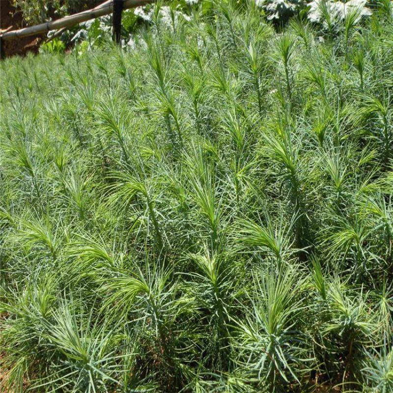 新采白皮松种子油松种子华山松种子黑松散装优质松树种子