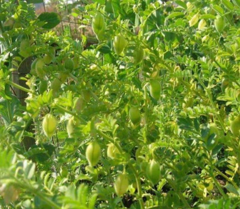 食用鹰嘴豆种子蔬菜种子春夏季阳台庭院盆栽四季易播种