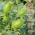 食用鹰嘴豆种子蔬菜种子春夏季阳台庭院盆栽四季易播种
