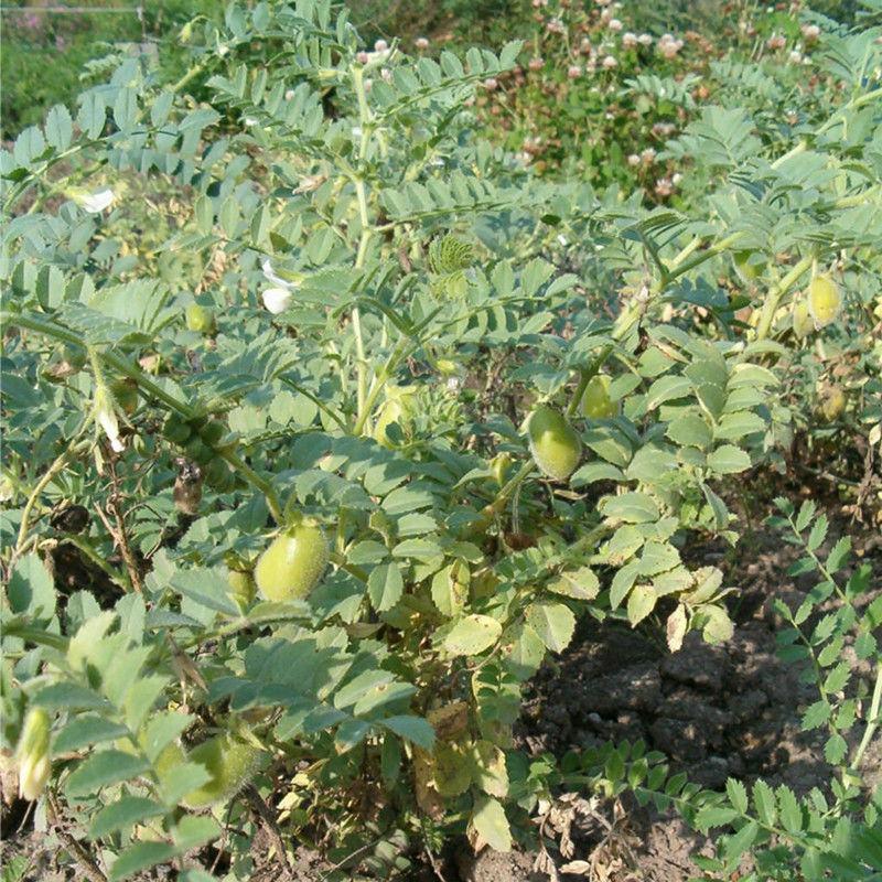 食用鹰嘴豆种子蔬菜种子春夏季阳台庭院盆栽四季易播种