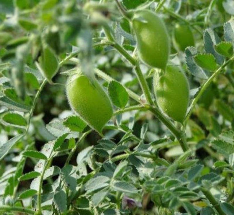 食用鹰嘴豆种子蔬菜种子春夏季阳台庭院盆栽四季易播种