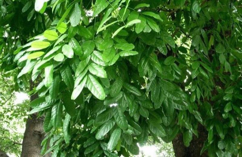 桃花心木种子桃花心木树种当年新采桃花心木优质新种子