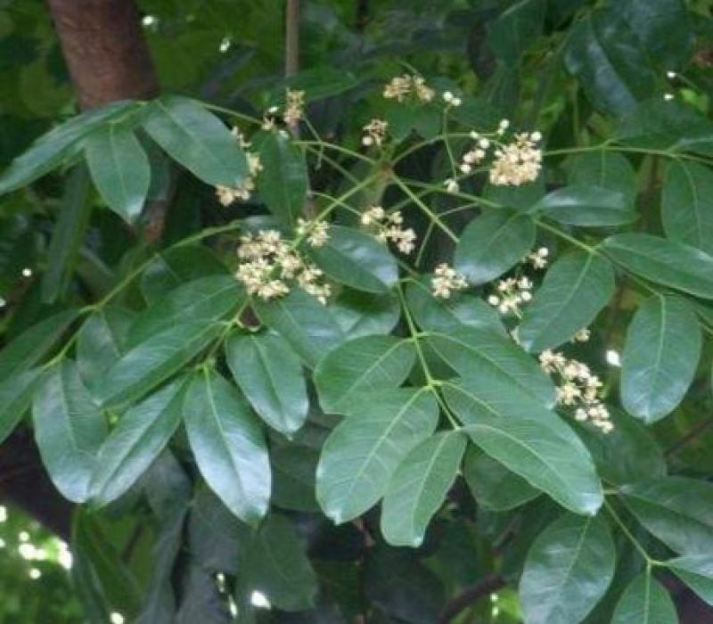 桃花心木种子桃花心木树种当年新采桃花心木优质新种子