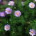 五色菊种子菊花阳台盆栽室内易种庭院观花景观花草花海植物
