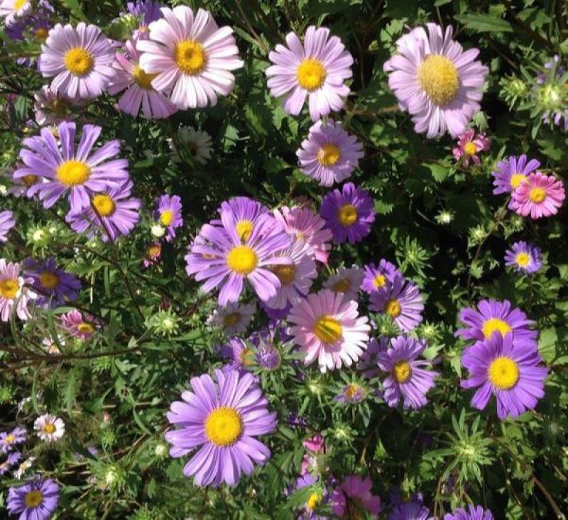 五色菊种子菊花阳台盆栽室内易种庭院观花景观花草花海植物
