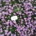 五色菊种子菊花阳台盆栽室内易种庭院观花景观花草花海植物