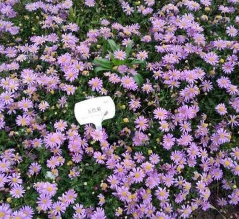 五色菊种子菊花阳台盆栽室内易种庭院观花景观花草花海植物