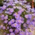 五色菊种子菊花阳台盆栽室内易种庭院观花景观花草花海植物