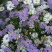 五色菊种子菊花阳台盆栽室内易种庭院观花景观花草花海植物