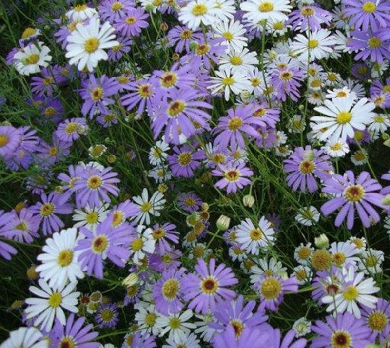 五色菊种子菊花阳台盆栽室内易种庭院观花景观花草花海植物