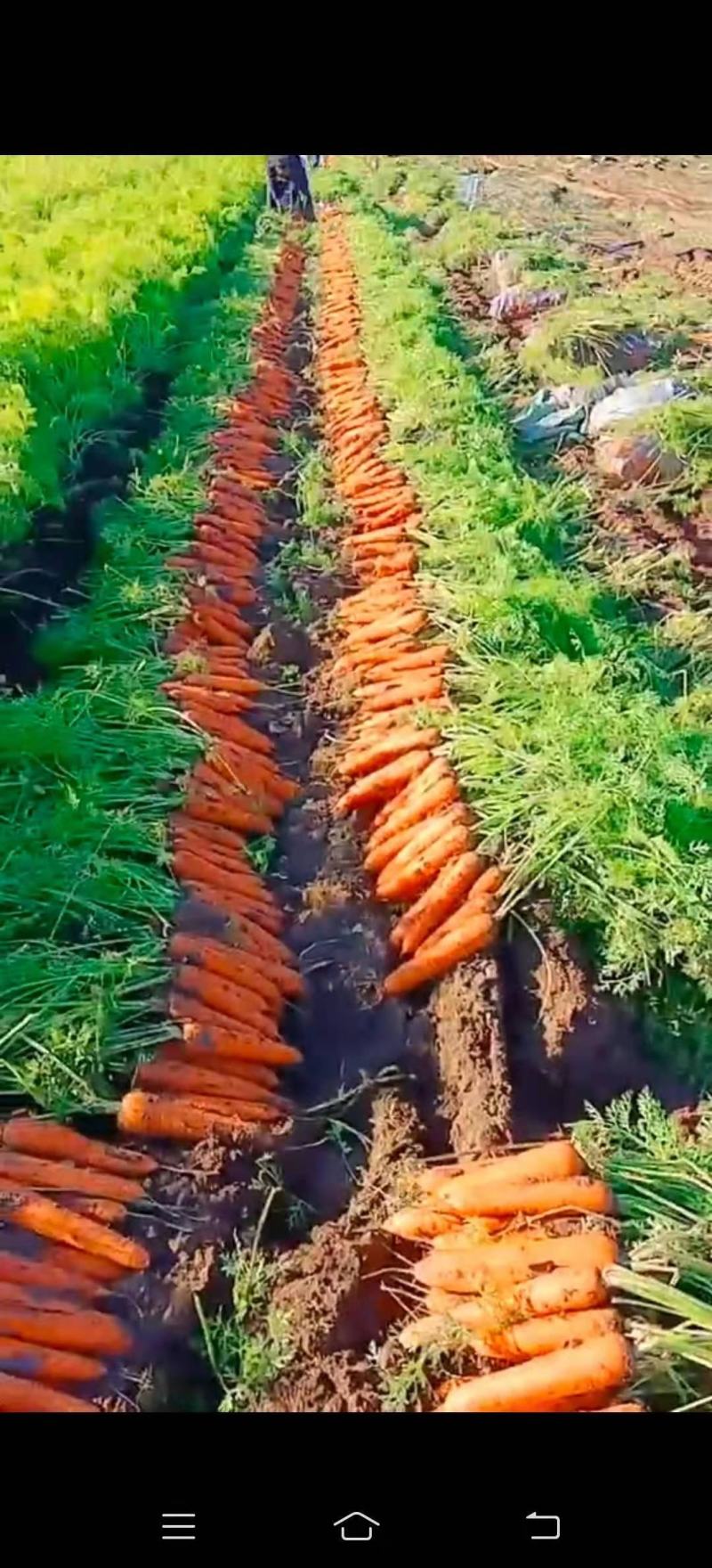 红萝卜大量供应新鲜货品质量好，欢迎新老客户选购。
