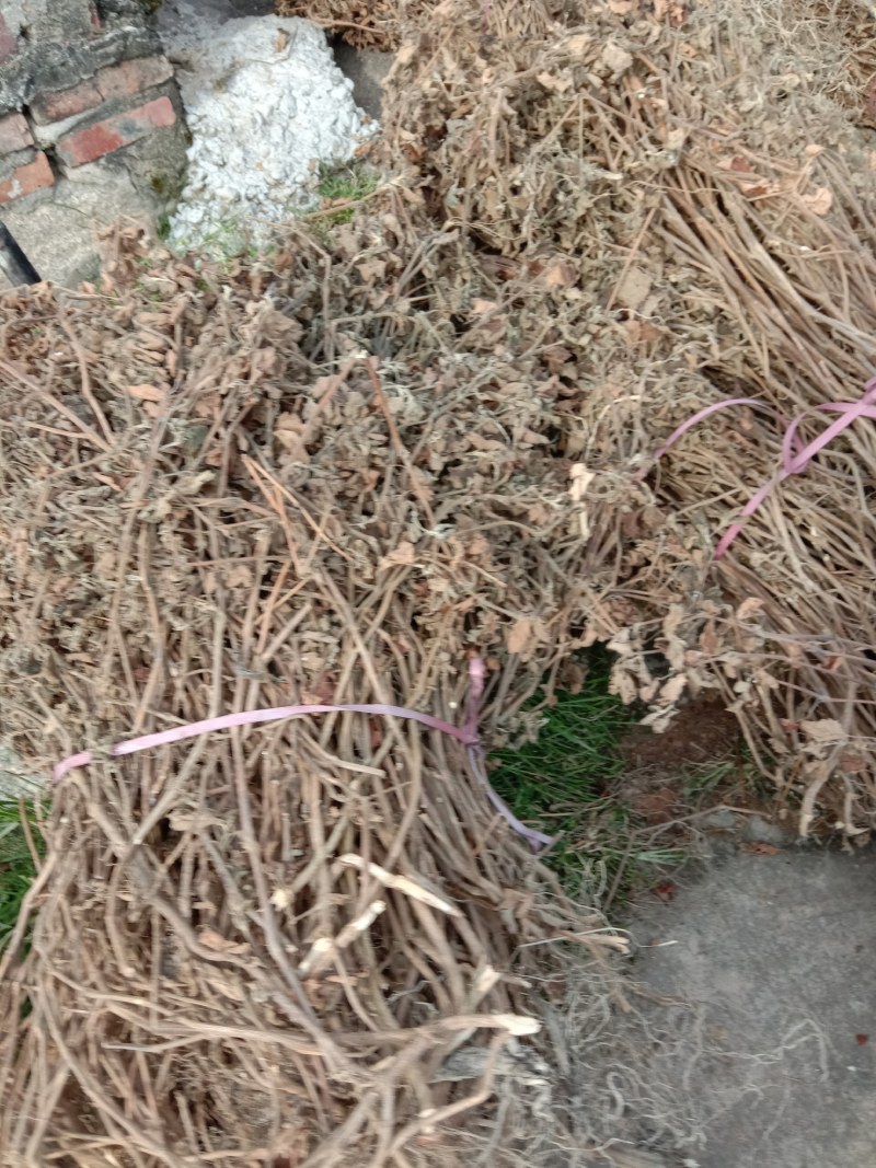 广藿香，正广藿香，气味浓郁，含量够足。新鲜干货，切段干货