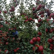 红将军苹果汉源红将军苹果大量上市，颜色红，脆甜化渣