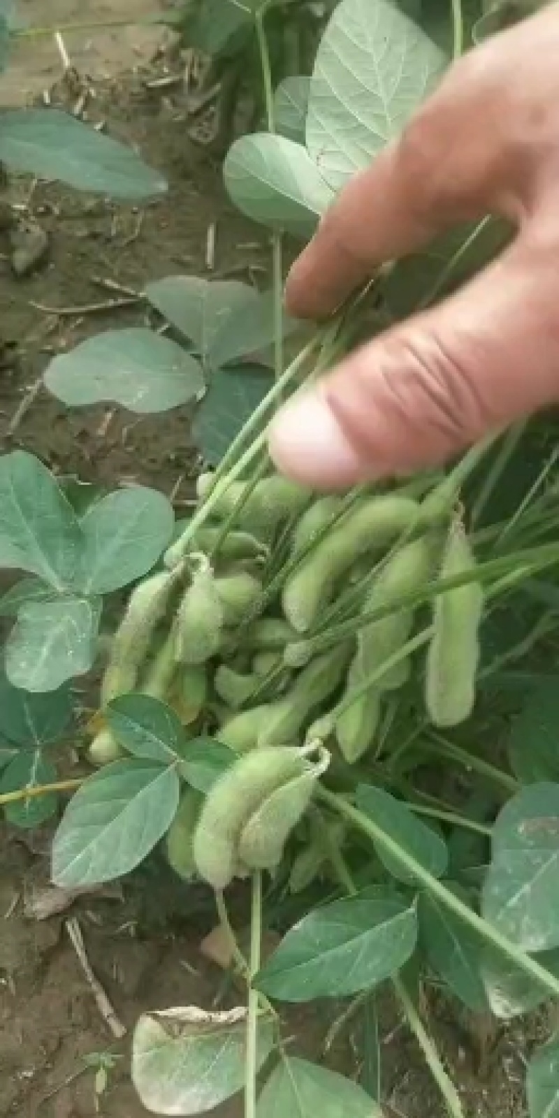 质优价廉