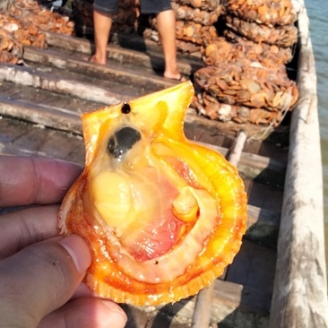 黄金扇贝