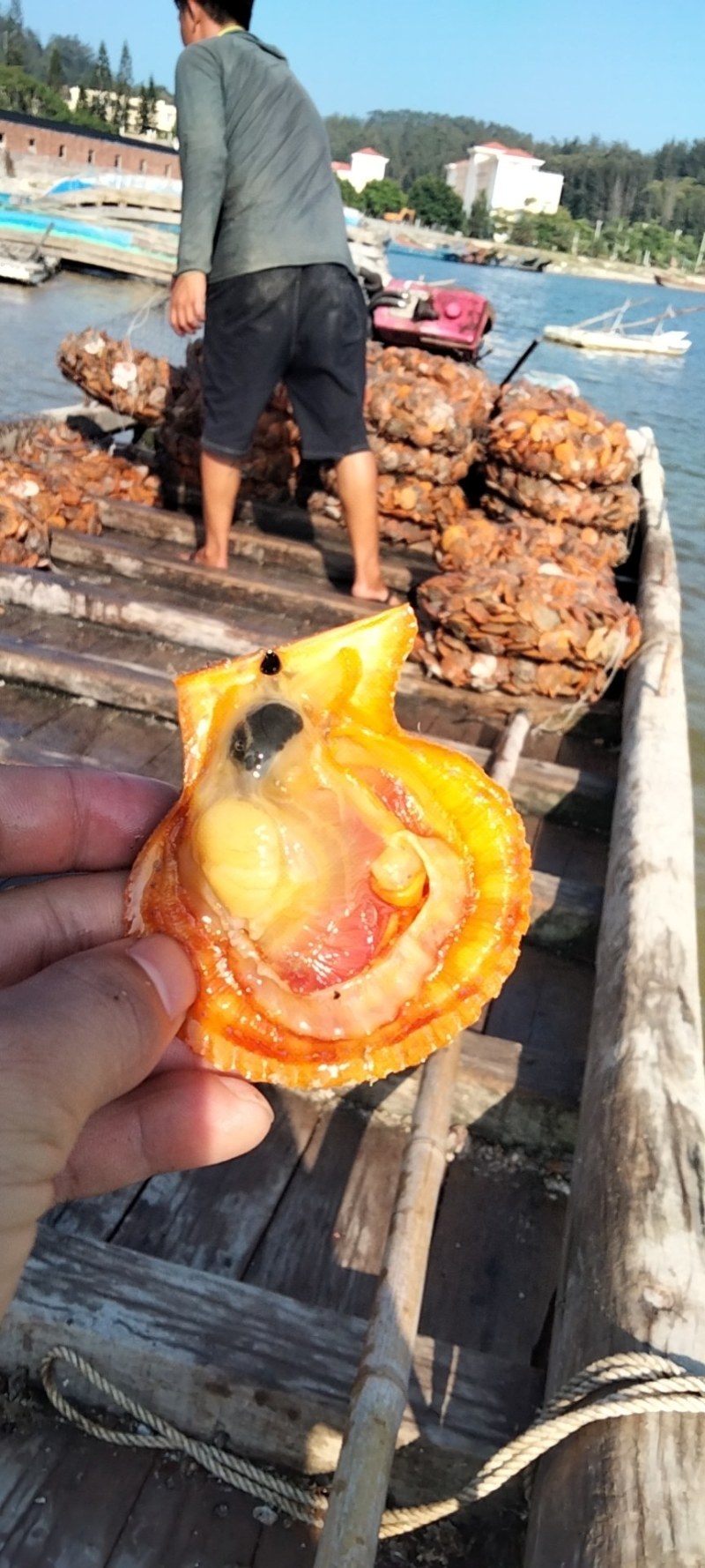 黄金扇贝