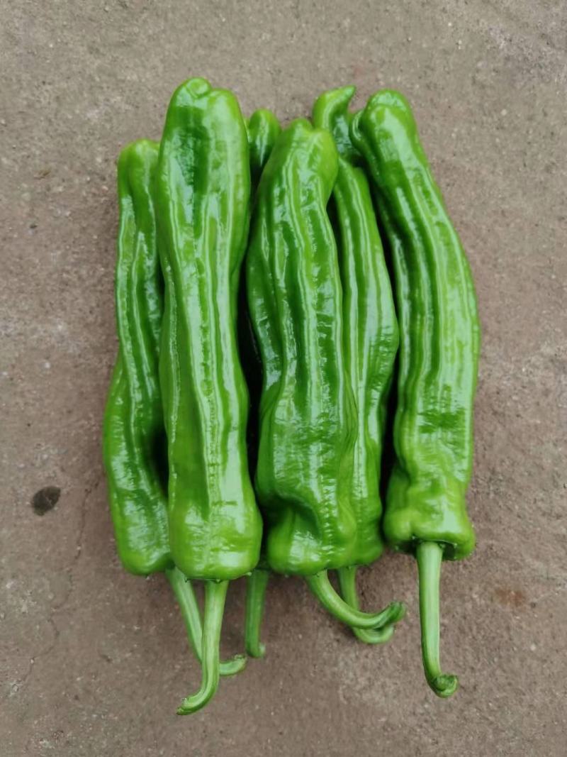 薄皮椒芜湖椒苏椒万亩基地大量上市，专业合作社，诚信合作。
