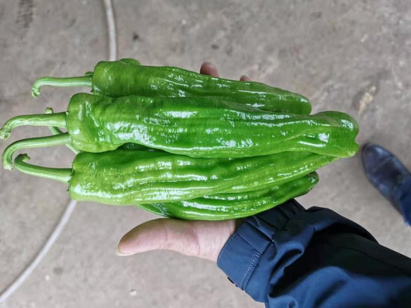 薄皮椒芜湖椒苏椒万亩基地大量上市，专业合作社，诚信合作。