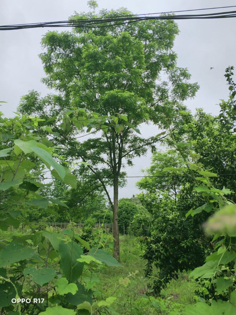 国槐-槐树-家槐-护房树-金药材-白槐