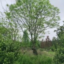 国槐-槐树-家槐-护房树-金药材-白槐