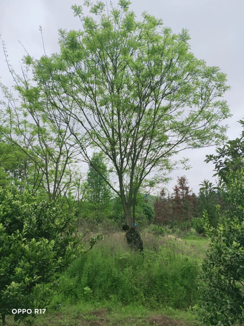 国槐-槐树-家槐-护房树-金药材-白槐