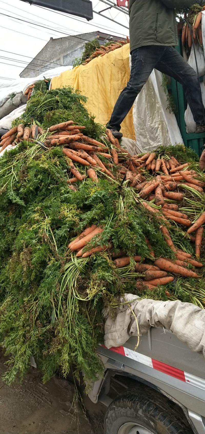 开封胡萝卜皮光色正水洗加工各种规格量大价优通许县基地直销