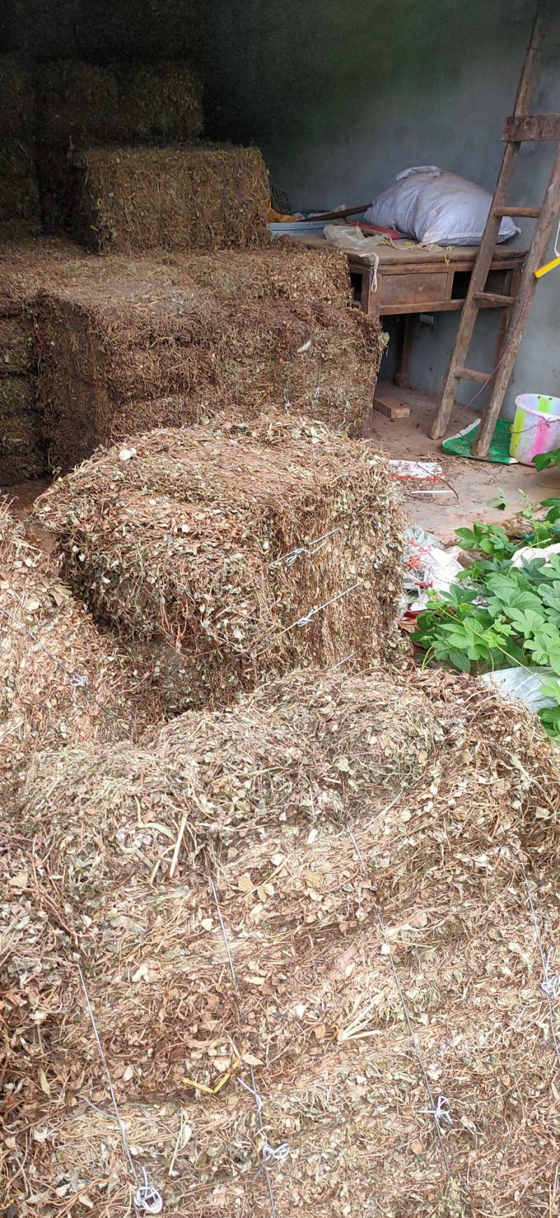 金钱草大叶(过路黄)，产地直销，一手货源，来电优惠