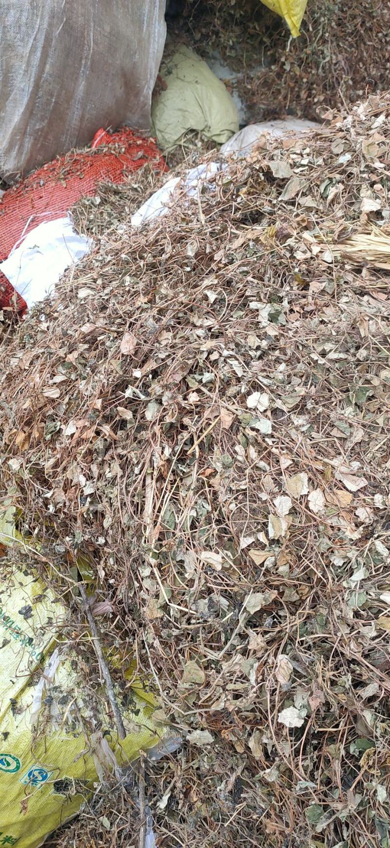 金钱草大叶(过路黄)，产地直销，一手货源，来电优惠